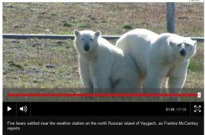 Beseiged by bears Russia BBC video Sept 1 2015