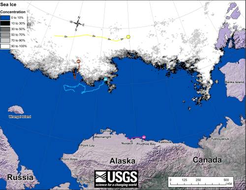 Figure 1. Original caption: “Movements of 4 satellite-tagged polar bears for the month of September, 2015. Polar bears were tagged in 2014 and 2015 on the spring-time sea ice of the southern Beaufort Sea. All 4 of these bears have satellite collar transmitters. Polar bear satellite telemetry data are shown with AMSR2 remotely-sensed ice coverage for 30 September, 2015.” 