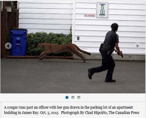 Cougar_Victoria downtown_Oct 5 2015_01