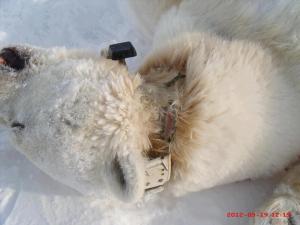 Photo by Jake Steven Arnatsiaq.