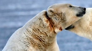 polar-bear-radio-collar_CBC Oct 28 2015