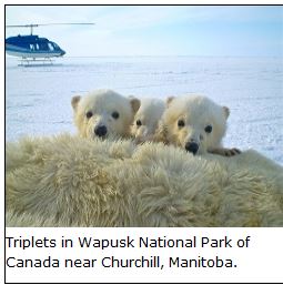 Triplets in Wapusk NP from McCall webpage 2013