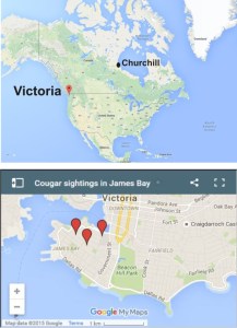 Victoria cougar location Oct 5 2015