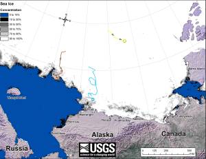 Original caption: "Movements of 3 satellite-tagged polar bears for the month of October, 2015. Polar bears were tagged in 2014 and 2015 on the spring-time sea ice of the southern Beaufort Sea. All 3 of these bears have satellite collar transmitters. Polar bear satellite telemetry data are shown with AMSR2 remotely-sensed ice coverage for 31 October, 2015." Click to enlarge.