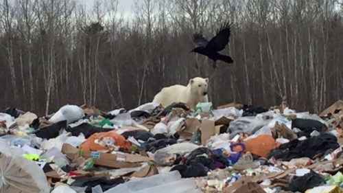 Moose Factory_polar-bear-in-dump_CBC Dec 22 2015