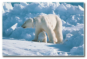 polar_bear with collar_USGS