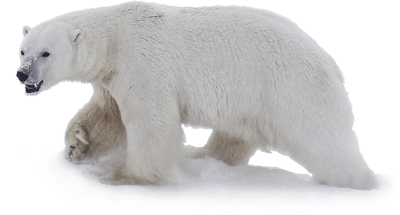 polar_bear_2013_Doc_cutout_with_snow_USGS