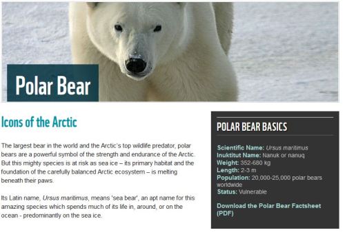 WWF Canada_polar bear at 21 Dec 2015