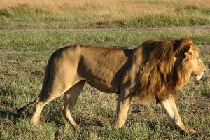African_Lion_3 wikipedia