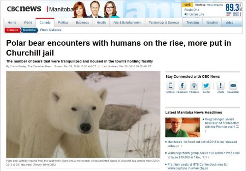 Churchill polar bear encounters up in 2015_CBC headline Feb 28 2016