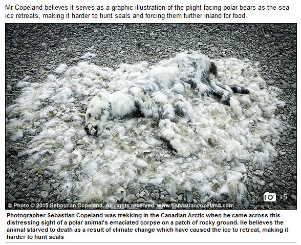 Daily Mail screencap_polar bear that died of climate change_Feb 18 2016