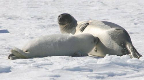 Harp seal pup_DFO Newfoundland