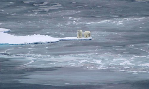 polar-bears-3-large_USGS