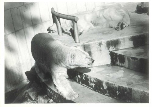 Polar bears Stanley park zoo_Crockford 1970s_web