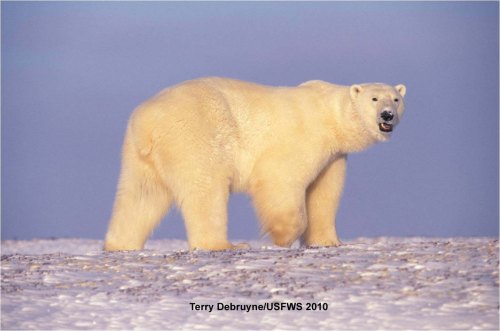Polar_Bear_in fall Terry Debruyne_USFWS Nov 10 2010_w label_sm