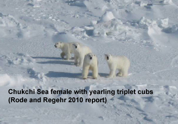 Rode and Regehr 2010_Chukchi_report2010_Fig1_triplets_labelled_cropped