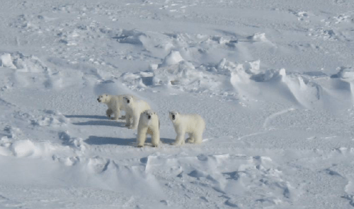 Rode and Regehr 2010_Chukchi_report2010_triplets redone PNG