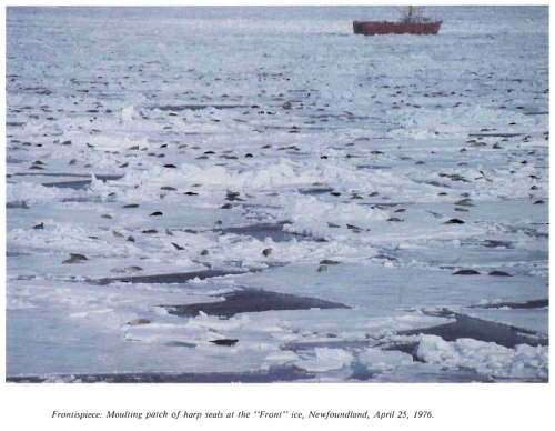 Sergeant 1991 moulting harp seals at the Front 25 April 1976 sm
