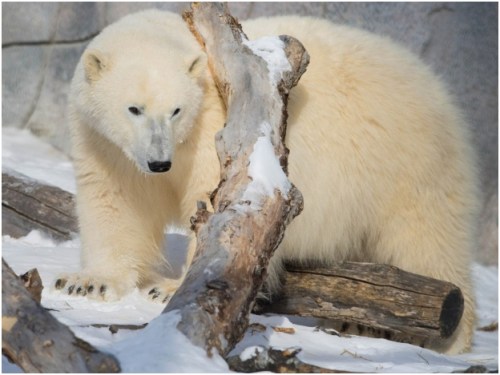 Storm_Assiniboine Zoo_April 21 2014