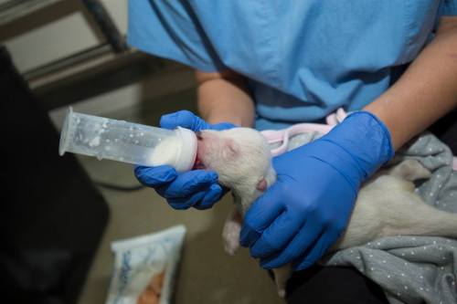 Zoo bear at Columbus_after birth in November 2015