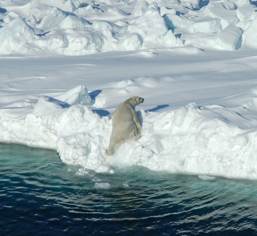 Svalbard polar bear_NP015991-isbjorn-JA