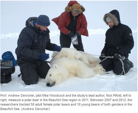 Derocher_CBC news 19 April 2016