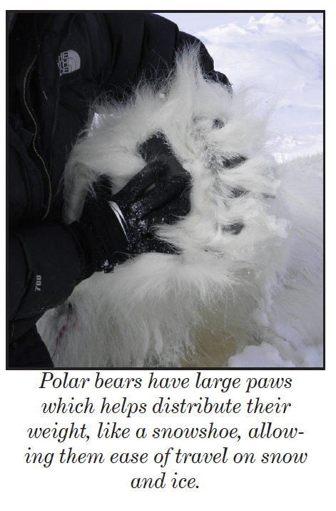 Polar bear foot_USFWS_PolarBearNews2013