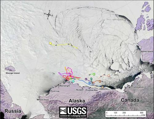 Beaufort tracking USGS bear-movements-April 2016 sm