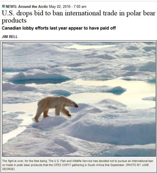 CITES 2017 US drops bid to ban polar bear trade_2 May 2016