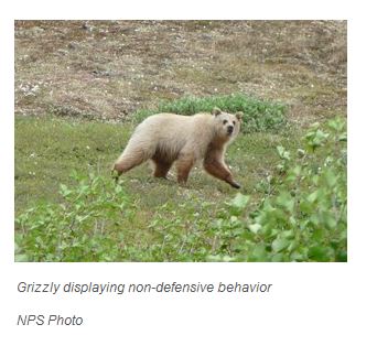 Grizzly light_NPS photo