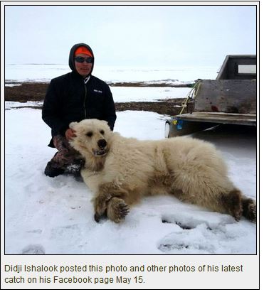 hybrid-bear_didji-ishalook-15 May2016_facebook