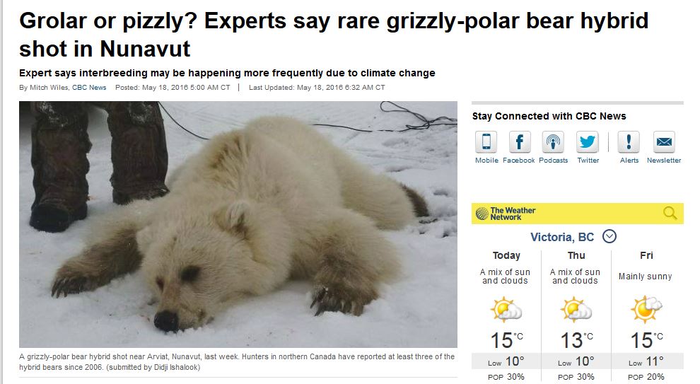 Hybrid pb shot in Arviat_CBC 18 May 2016