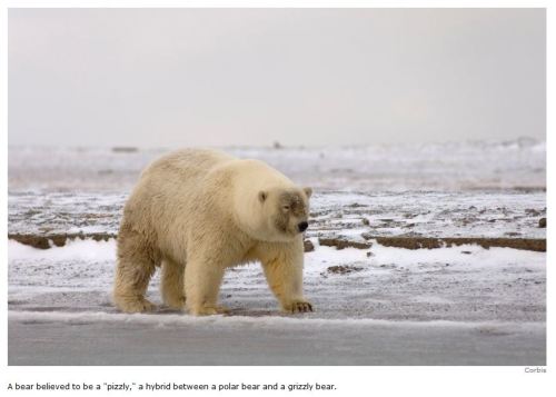 Hybrid sightings Canada Spiegel_2012 lead photo