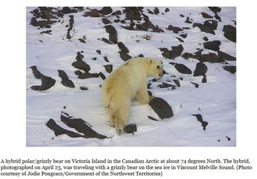 Hybrid sightings Victoria Island spring 2012 Jodie Pongracz_GNWT