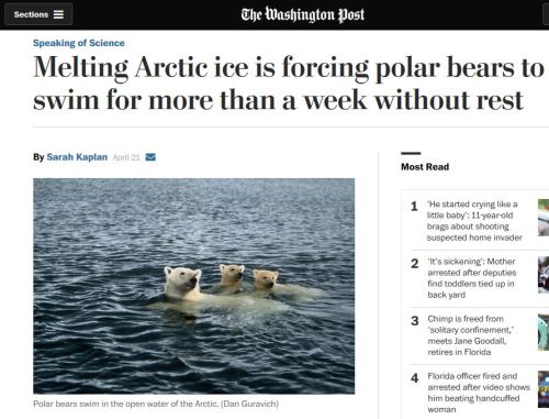 Washington Post_swimming polar bears_snapshot 21 April 2016