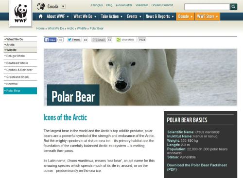 WWF Canada_polar bear at 14 May 2016