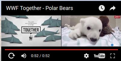 2016 Bear conference WWF pb video screencap