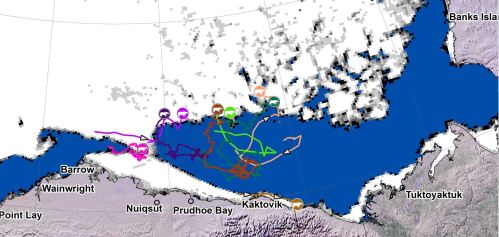 Beaufort tracking USGS bear-movements-May 2016 closeup