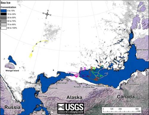 Beaufort tracking USGS bear-movements-May 2016 sm