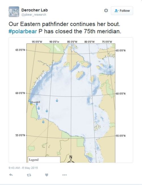 Derocher WHB bears at 06 May 2015