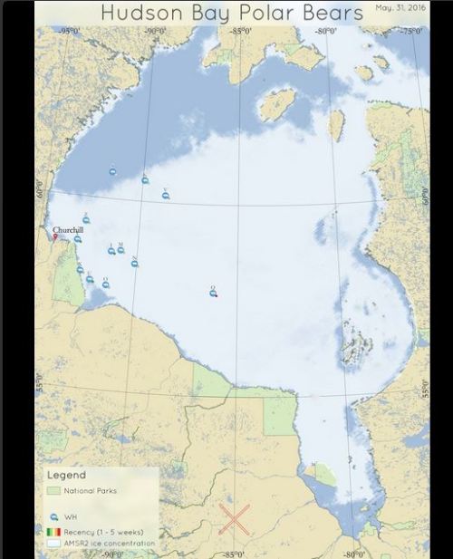 Derocher WHB bears at 31 May 2016