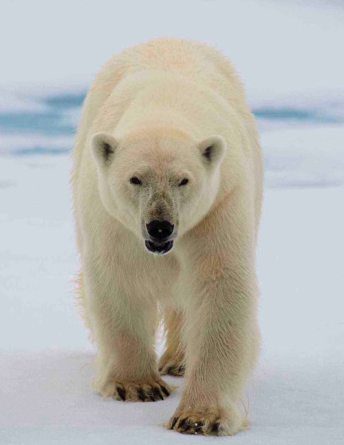 Isbjørn
