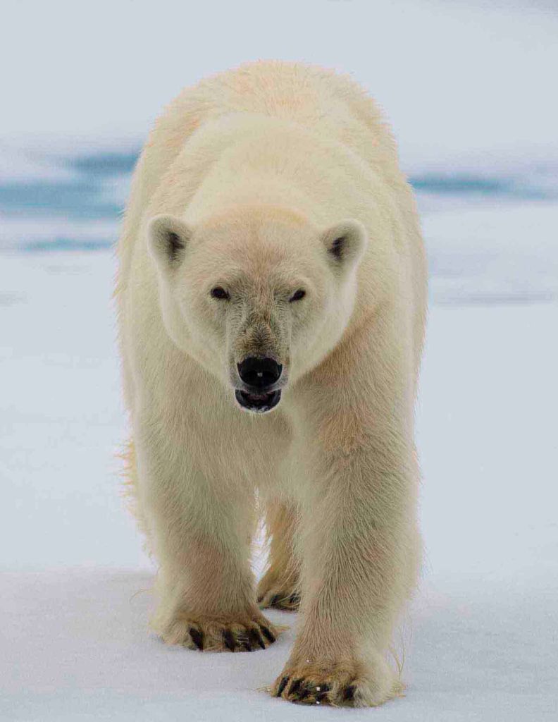 Isbjørn