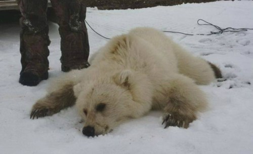 grizzly-polar-bear-hybrid_Arviat 2016 Didji Ishalook