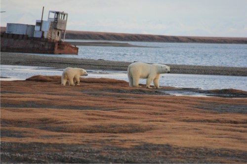 Kaktovik female w cub_21 September 2015 USDA_med
