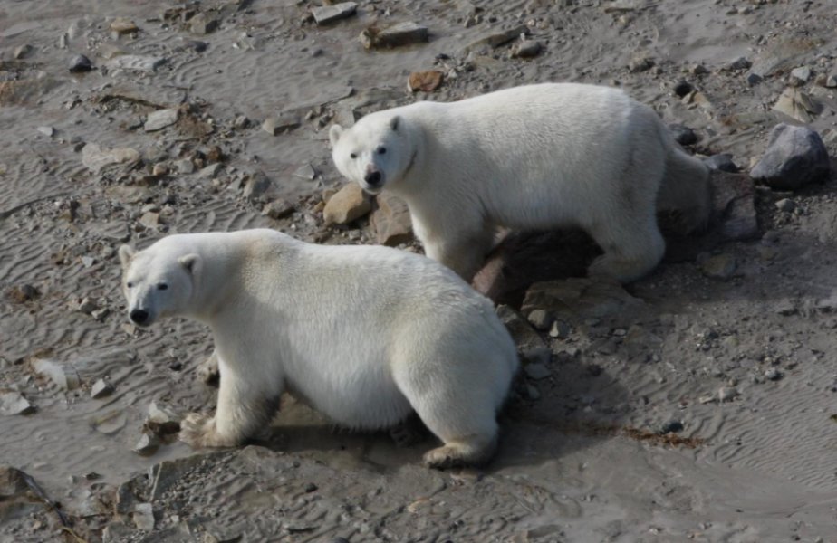 Polar bears eating terrest foods WHB_Rockwell press release