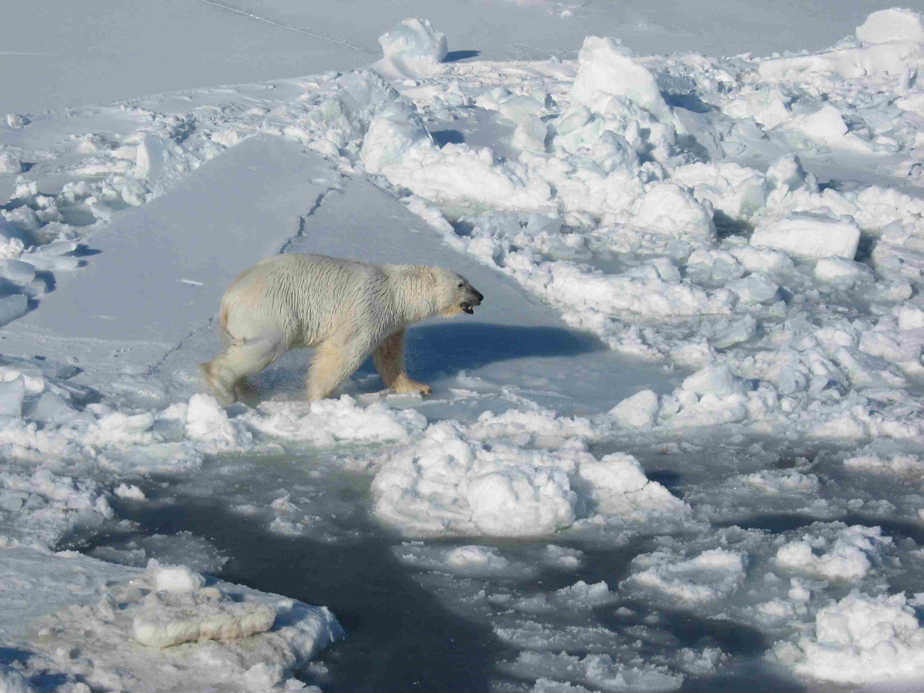 Polar_Bear_male on sea ice_Regehr photo_March 21 2010_lg