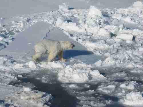 Polar_Bear_male on sea ice_Regehr photo_March 21 2010_lg