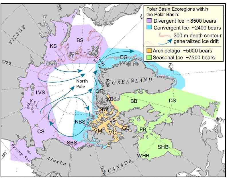 Polar bear survival contradictions: sea ice decline vs. documented