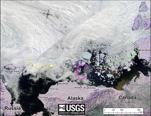 Beaufort tracking USGS bear-movements-June 2016 sm
